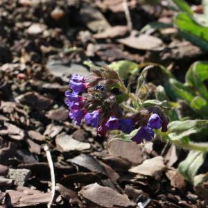 Photographie n°218263 du taxon Pulmonaria officinalis L. [1753]