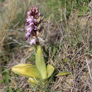 Photographie n°218264 du taxon Himantoglossum robertianum (Loisel.) P.Delforge [1999]
