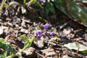 Hervé GOËAU, le 16 mars 2014 (Paris (Jardin des Plantes))