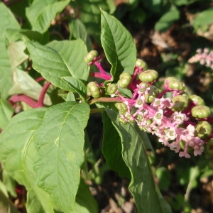 Photographie n°218280 du taxon Phytolacca acinosa Roxb. [1814]