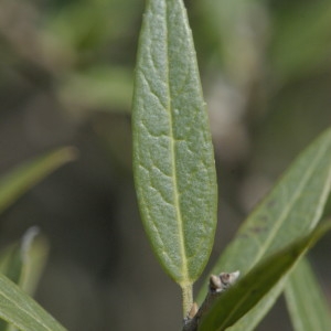 Photographie n°218299 du taxon Phillyrea angustifolia L. [1753]