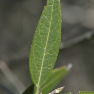 Photographie n°218301 du taxon Phillyrea angustifolia L. [1753]