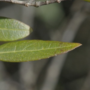 Photographie n°218302 du taxon Phillyrea angustifolia L. [1753]
