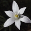  Liliane Roubaudi - Ornithogalum umbellatum L.