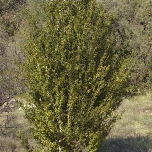 Photographie n°218316 du taxon Buxus sempervirens L. [1753]