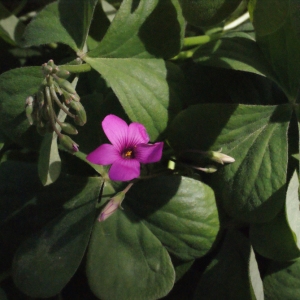 Photographie n°218330 du taxon Oxalis articulata Savigny [1798]