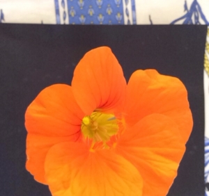 Liliane Roubaudi, le 17 mars 2014 (Saint-Pierre-la-Mer)