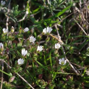 Photographie n°218389 du taxon Cerastium pumilum Curtis [1777]