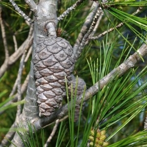 Photographie n°218399 du taxon Pinus halepensis Mill. [1768]