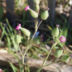 Photographie n°218448 du taxon Silene conica L.