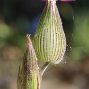 Photographie n°218449 du taxon Silene conica L.