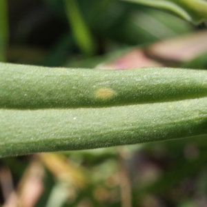 Photographie n°218454 du taxon Silene conica L.