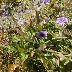 Photographie n°218459 du taxon Scabiosa lucida Vill. [1779]