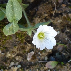 Photographie n°218469 du taxon Cerastium latifolium L. [1753]