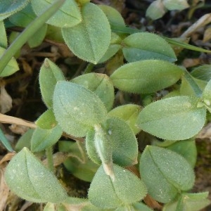 Photographie n°218470 du taxon Cerastium latifolium L. [1753]