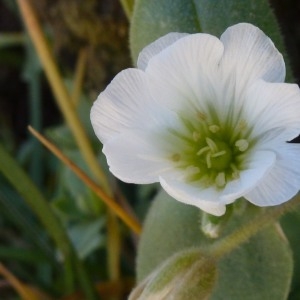 Photographie n°218471 du taxon Cerastium latifolium L. [1753]