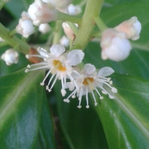  - Prunus laurocerasus L. [1753]