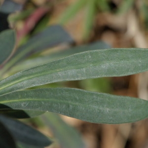 Photographie n°218548 du taxon Euphorbia characias L. [1753]