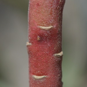 Photographie n°218551 du taxon Euphorbia characias L. [1753]