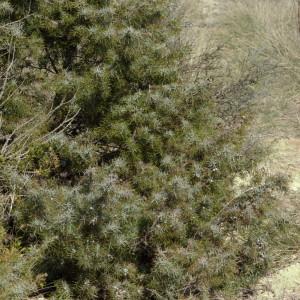 Photographie n°218557 du taxon Juniperus communis L. [1753]
