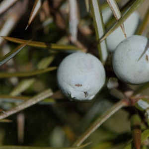 Photographie n°218558 du taxon Juniperus communis L. [1753]