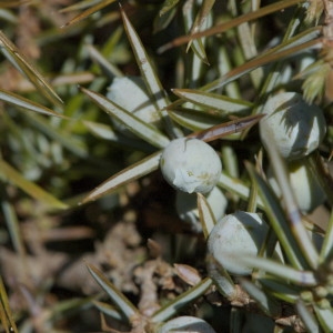 Photographie n°218560 du taxon Juniperus communis L. [1753]
