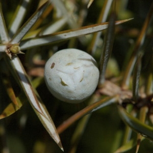 Photographie n°218561 du taxon Juniperus communis L. [1753]