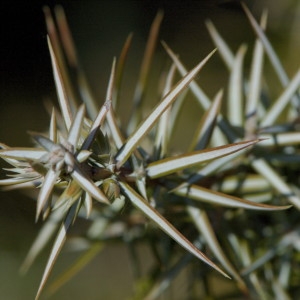 Photographie n°218562 du taxon Juniperus communis L. [1753]