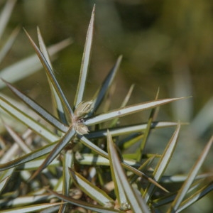 Photographie n°218563 du taxon Juniperus communis L. [1753]