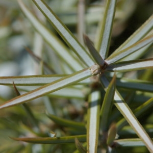 Photographie n°218564 du taxon Juniperus communis L. [1753]