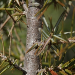 Photographie n°218566 du taxon Juniperus communis L. [1753]