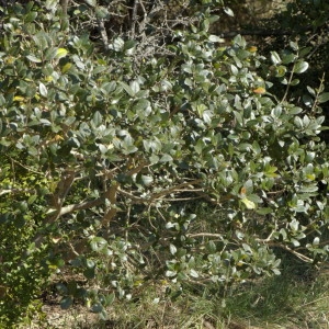 Photographie n°218572 du taxon Phillyrea latifolia L. [1753]