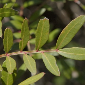 Photographie n°218574 du taxon Pistacia lentiscus L. [1753]