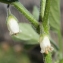  Liliane Roubaudi - Salpichroa origanifolia (Lam.) Baill. [1888]