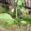  Liliane Roubaudi - Salpichroa origanifolia (Lam.) Baill. [1888]