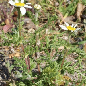 Photographie n°218631 du taxon Anacyclus clavatus (Desf.) Pers. [1807]