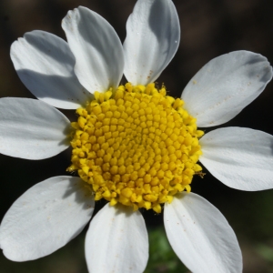 Photographie n°218638 du taxon Anacyclus clavatus (Desf.) Pers. [1807]