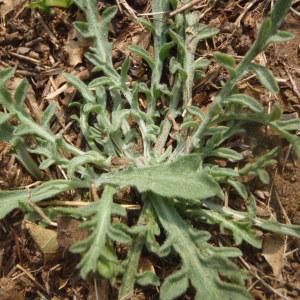 Photographie n°218656 du taxon Centaurea paniculata L. [1753]