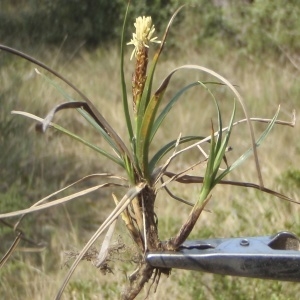 Photographie n°218660 du taxon Carex liparocarpos Gaudin [1804]