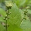  Jean-Claude Echardour - Mercurialis perennis L. [1753]