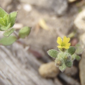 Photographie n°218679 du taxon Alyssum alyssoides (L.) L. [1759]