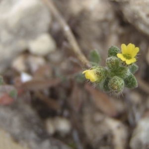 Photographie n°218680 du taxon Alyssum alyssoides (L.) L. [1759]