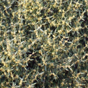 Photographie n°218685 du taxon Phillyrea angustifolia L. [1753]