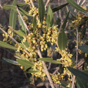 Photographie n°218690 du taxon Phillyrea angustifolia L. [1753]