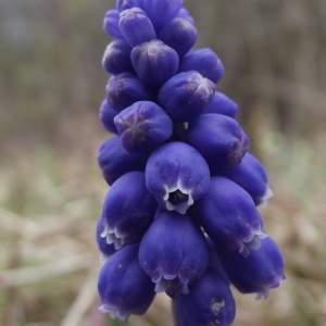 Hyacinthus neglectus (Guss. ex Ten.) E.H.L.Krause (Muscari à grappe)