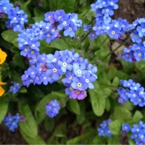 Photographie n°218756 du taxon Myosotis arvensis (L.) Hill [1764]