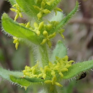 Photographie n°218761 du taxon Cruciata laevipes Opiz [1852]