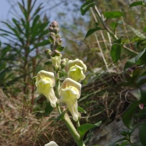 Photographie n°218790 du taxon Antirrhinum majus L. [1753]