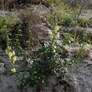 Photographie n°218791 du taxon Antirrhinum majus L. [1753]