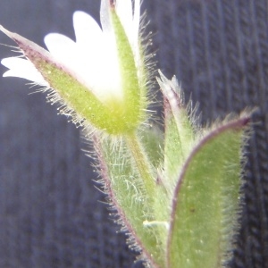 Photographie n°218869 du taxon Cerastium pumilum Curtis [1777]